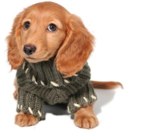Hundepullover stricken